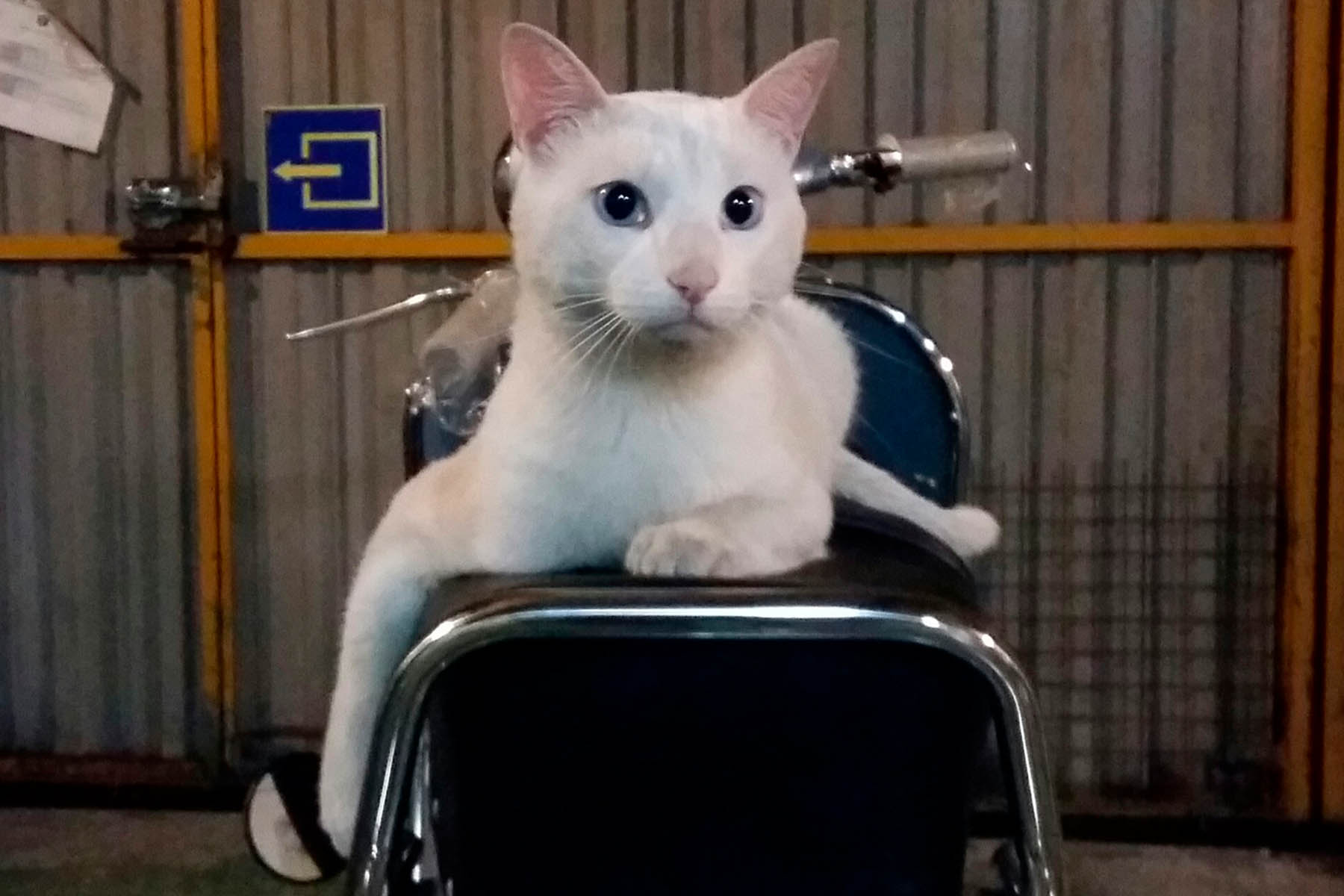 Un gato blanco en un sillín de Vespa